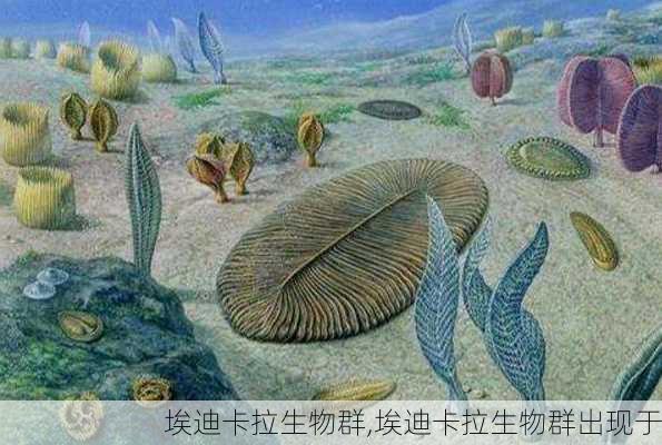埃迪卡拉生物群,埃迪卡拉生物群出现于