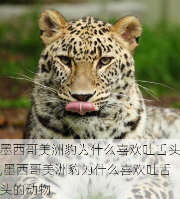 墨西哥美洲豹为什么喜欢吐舌头,墨西哥美洲豹为什么喜欢吐舌头的动物