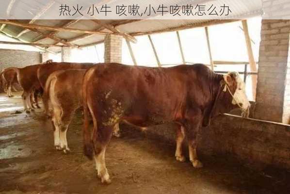热火 小牛 咳嗽,小牛咳嗽怎么办