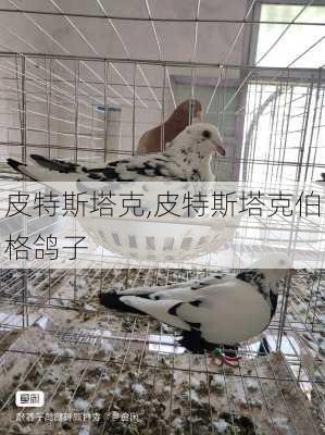皮特斯塔克,皮特斯塔克伯格鸽子