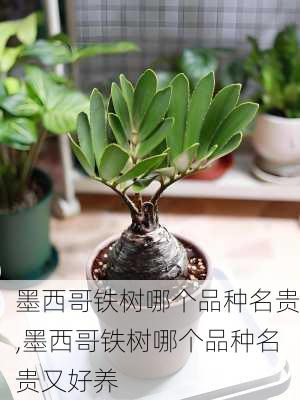 墨西哥铁树哪个品种名贵,墨西哥铁树哪个品种名贵又好养
