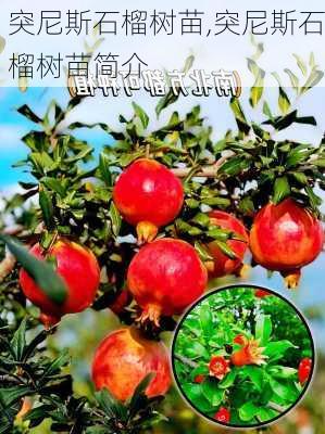 突尼斯石榴树苗,突尼斯石榴树苗简介