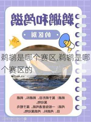鹈鹕是哪个赛区,鹈鹕是哪个赛区的
