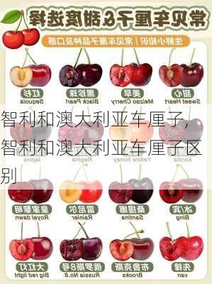 智利和澳大利亚车厘子,智利和澳大利亚车厘子区别