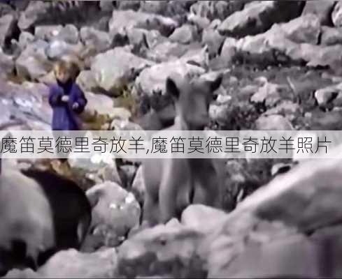 魔笛莫德里奇放羊,魔笛莫德里奇放羊照片