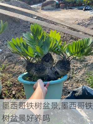 墨西哥铁树盆景,墨西哥铁树盆景好养吗
