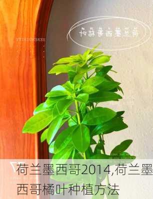 荷兰墨西哥2014,荷兰墨西哥橘叶种植方法