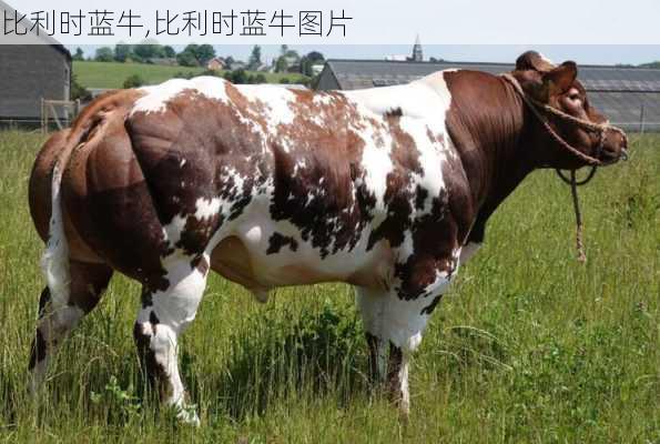 比利时蓝牛,比利时蓝牛图片